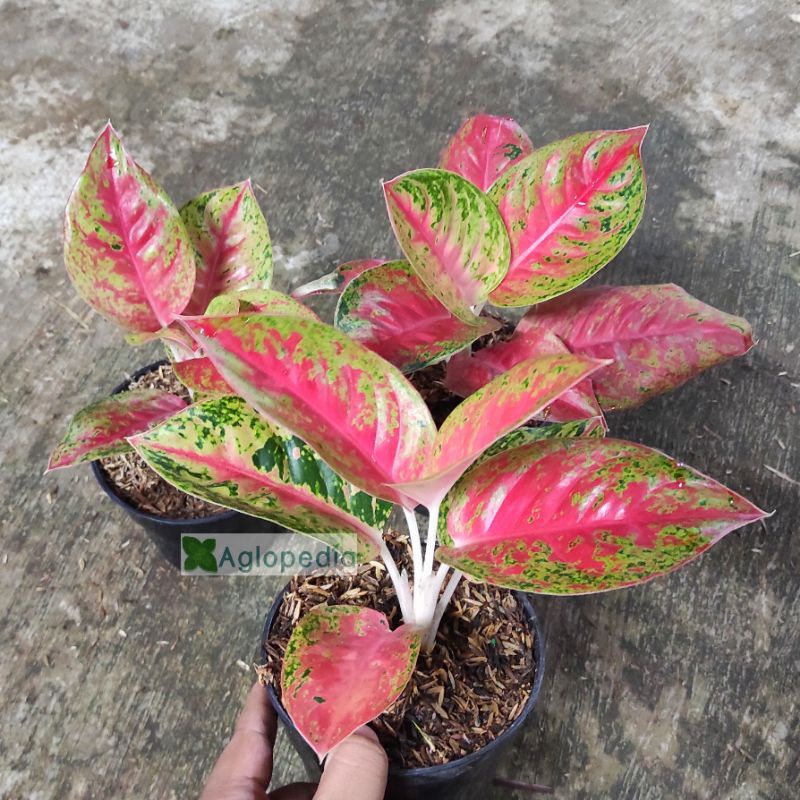 anakan aglonema mahaseti (COD)