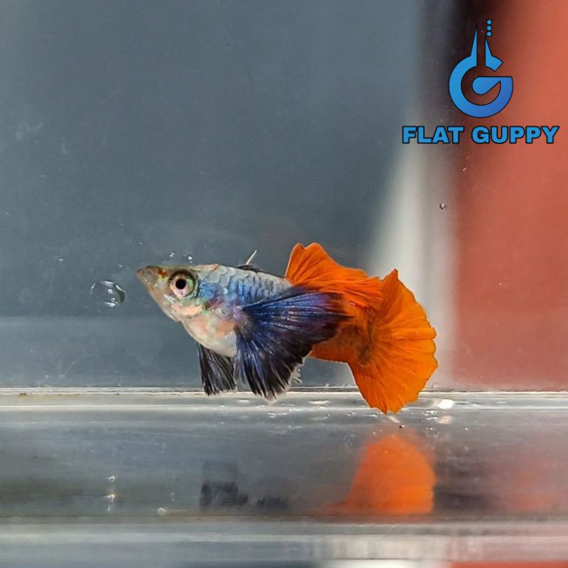 Bisa COD Platinum Red Tail Dumbo Ear