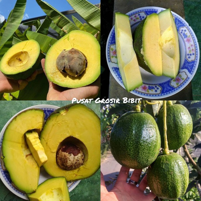 bibit alpukat kendil super murah