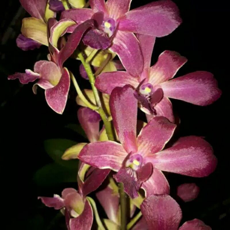 ANGGREK DENDROBIUM ELDER