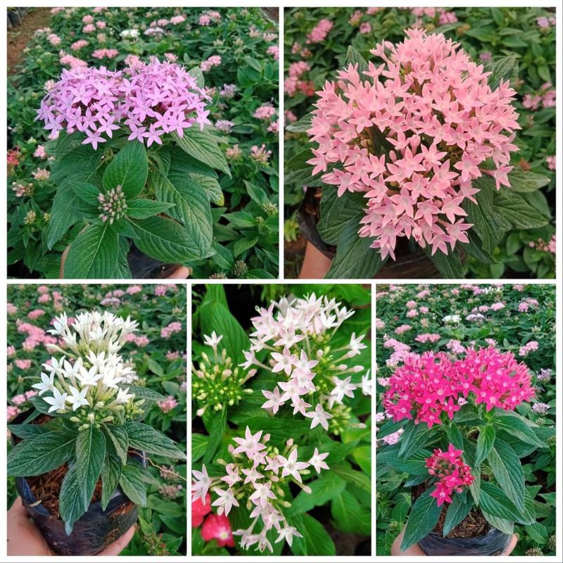 bunga pentas rimbun