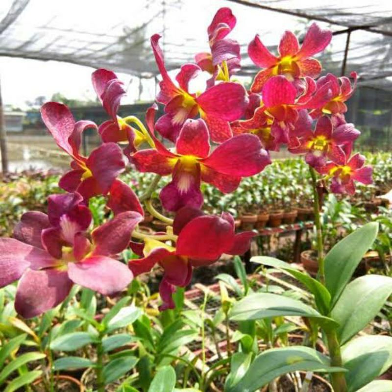 Anggrek dendrobium Eldar jumbo