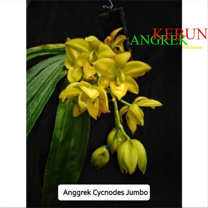 ANGGREK CYCNODES JUMBO - Kecil