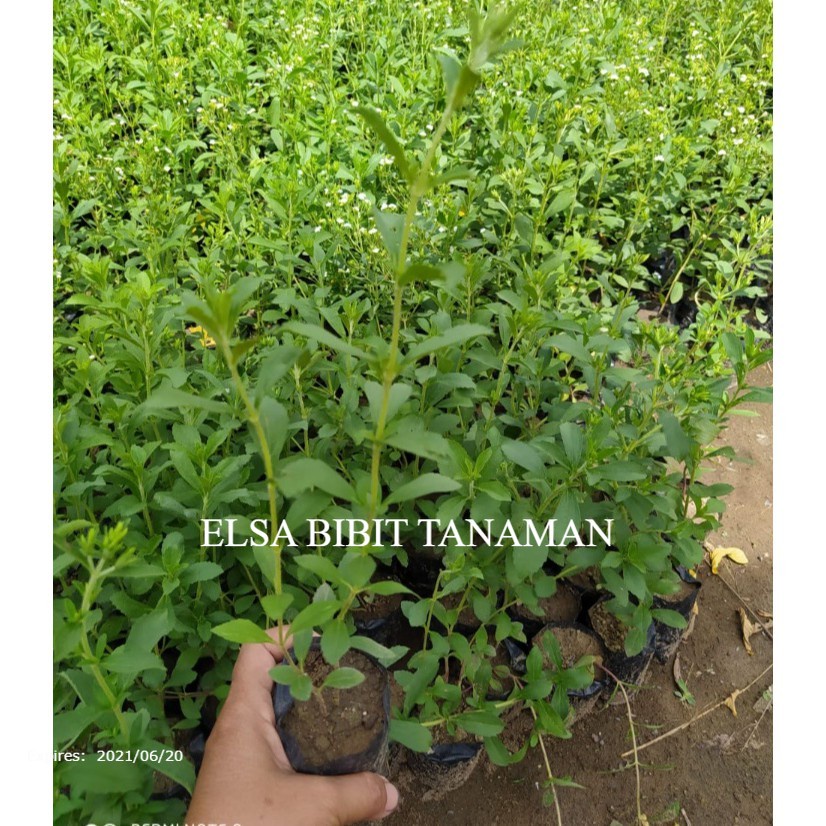 PAKET 5 BIBIT STEVIA (PEMANIS) BUNDLE