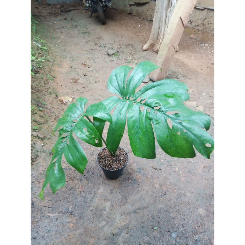 Baru Monstera amydrium medium COD