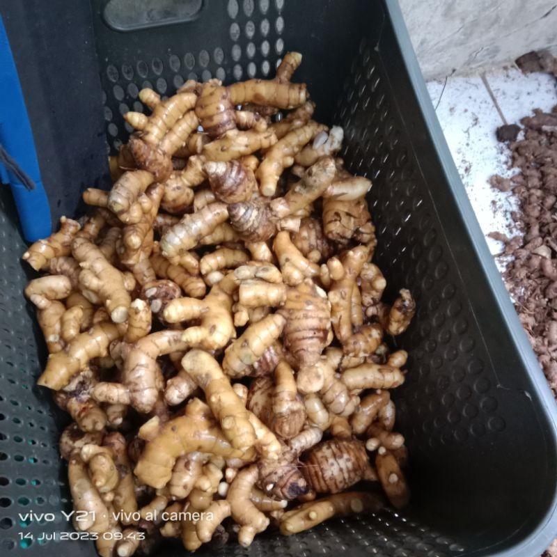 kunyit putih/temu putih segar(bersih)