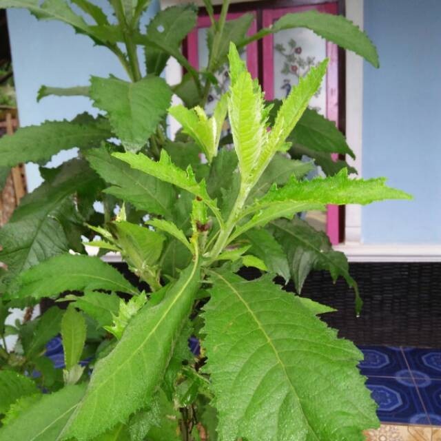 Daun Sembung Segar 1kg