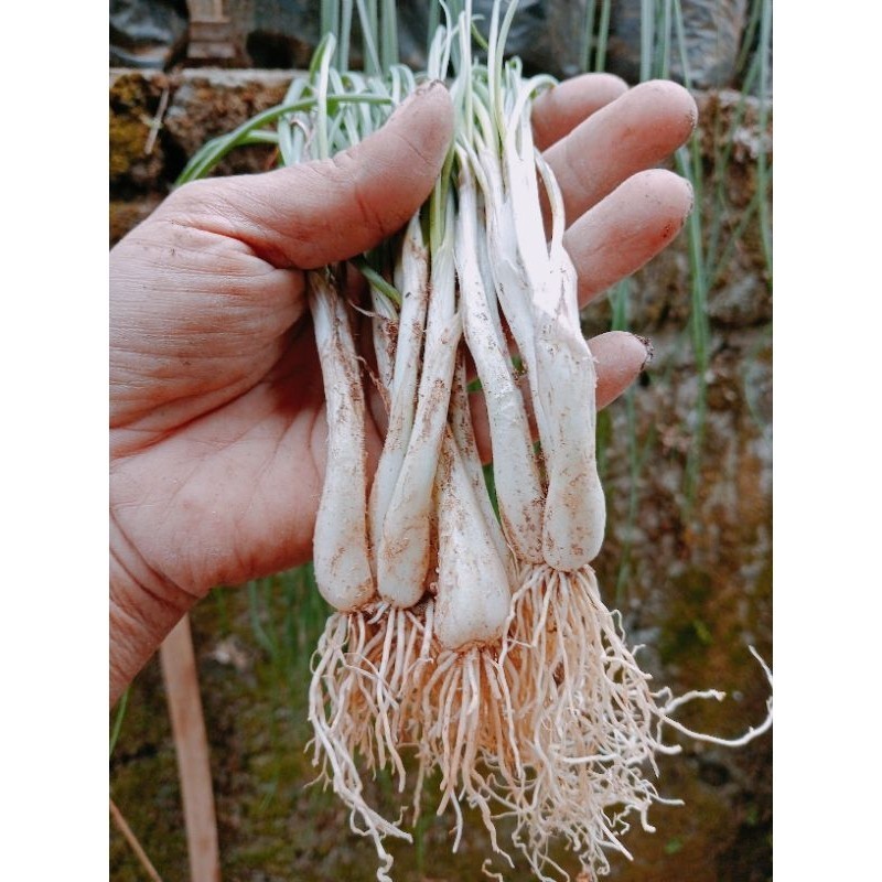 bibit kuncay 250grm #terlaris
