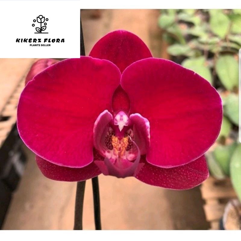 Anggrek bulan super red spike terjamin