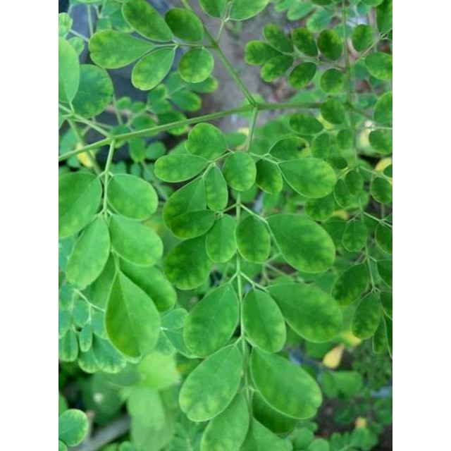 AZ Daun Kelor Segar(100gram)