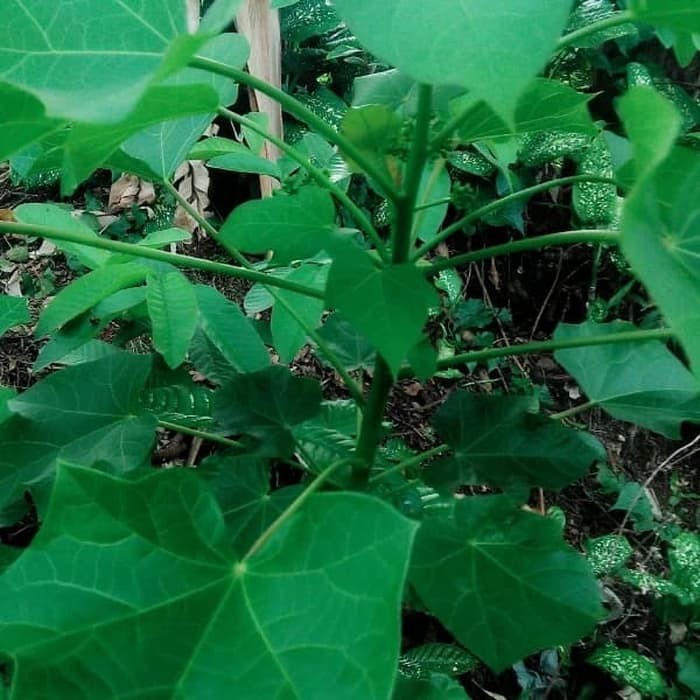 Sahabattani daun jarak perlembar