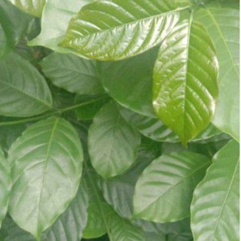 DAUN KOPI SEGAR PERLEMBAR 100gr SA