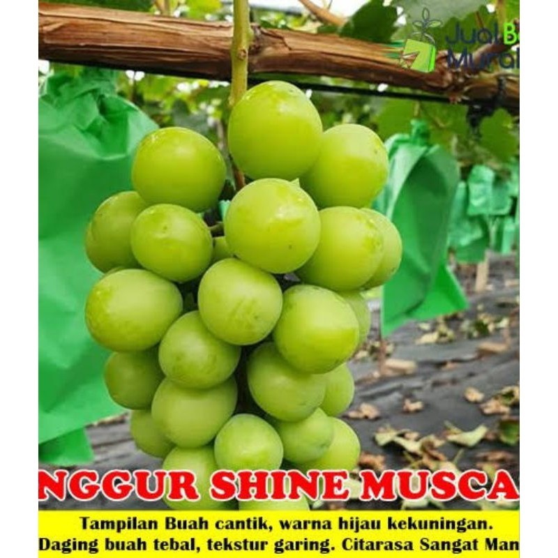 BIBIT ANGGUR IMPORT SHINE MUSCAT