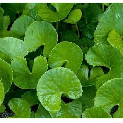Daun Pegagan Antanan Segar 100 Gram