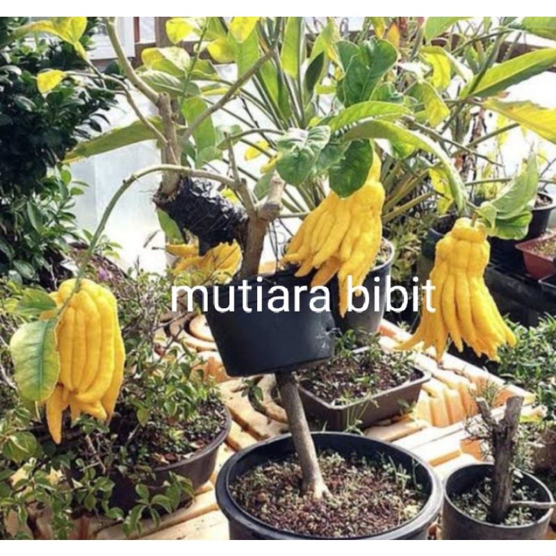 Bibit Jeruk Lemon Jari Budha
