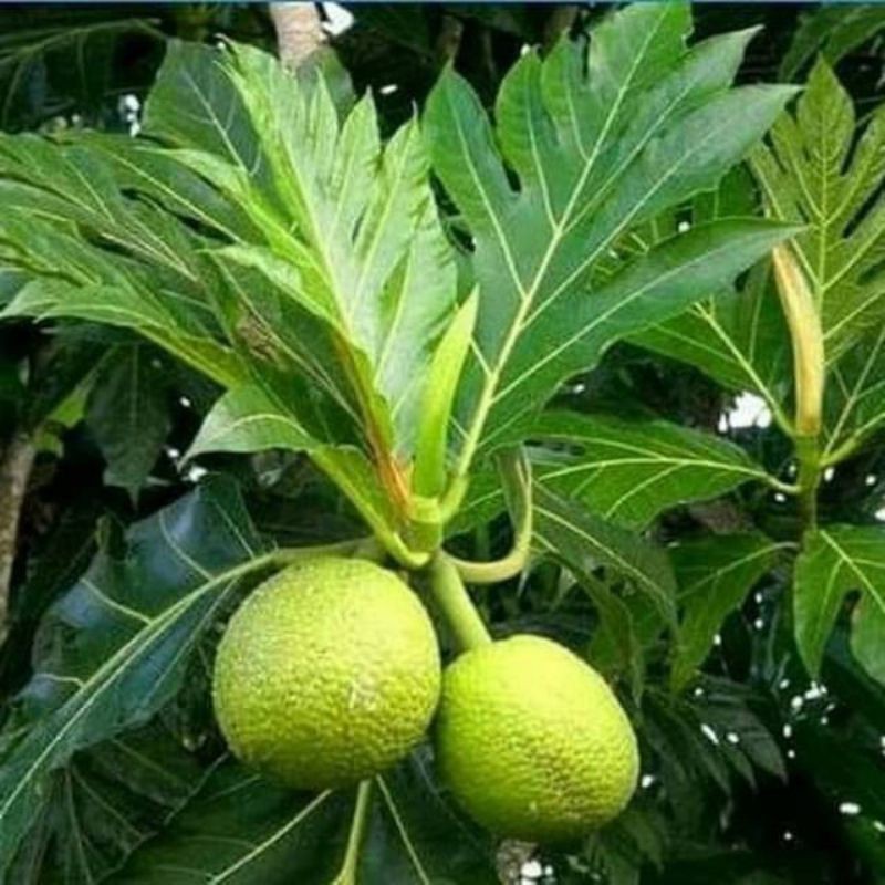DAUN SUKUN FRESH 1 PCS AR