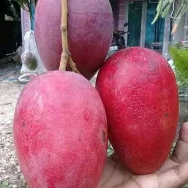 BIBIT MANGGA MIYAZAKI (valid 100%)