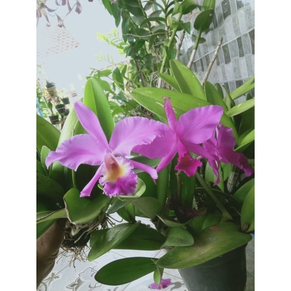 anggrek cathleya mantini dewasa