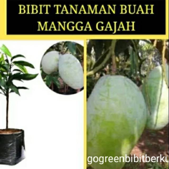 Bibit mangga gajah