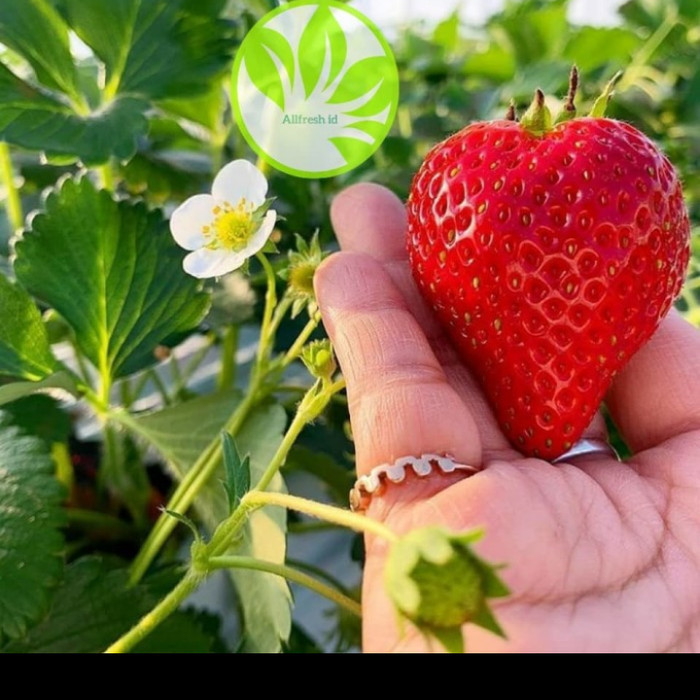 Bibit Strawberry Red Giant Australia