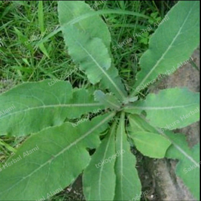 tanaman tempuyung