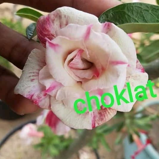 Bibit Bunga Kamboja Adenium Choklat