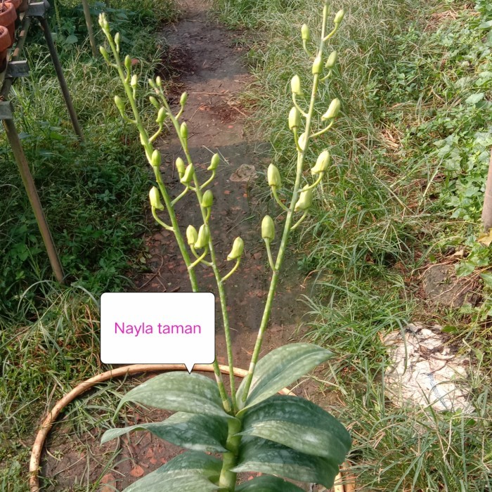 Murah ANGGREK DENDROBIUM JUMBO SUDAH BERBUNGA