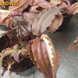 jewel orchid melaxis brown cod .