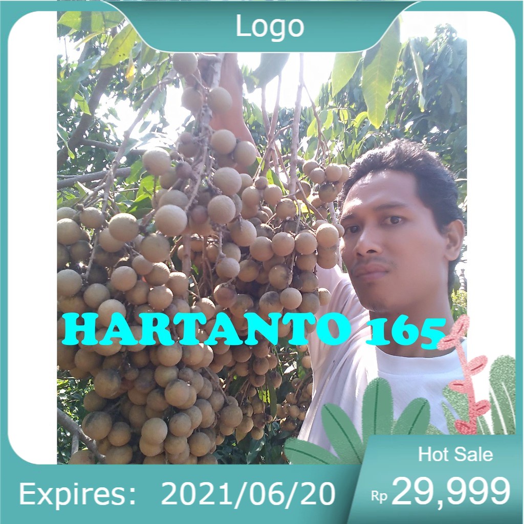 Bibit kelengkeng PUANGPHET jaminan asli