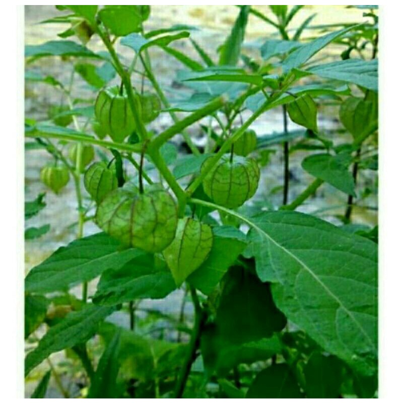 Daun Ciplukan Segar 500grm