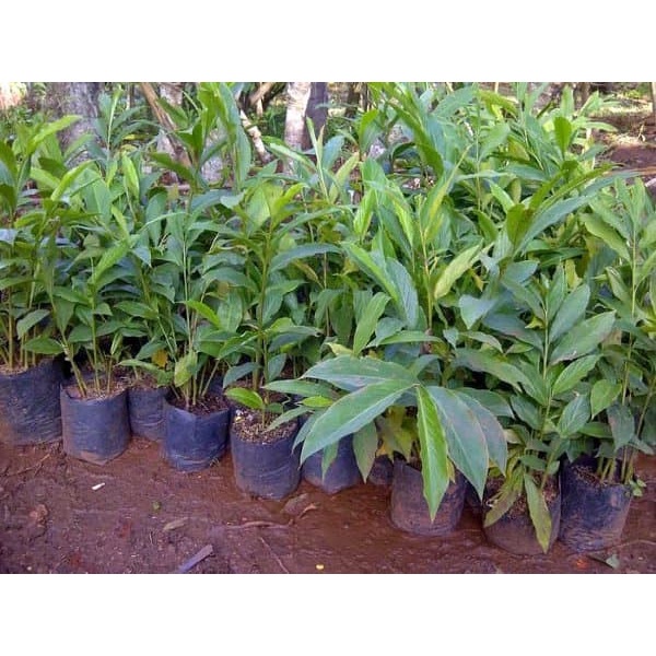 Ready Bibit tanaman kecombrang honje rombeh cod.r