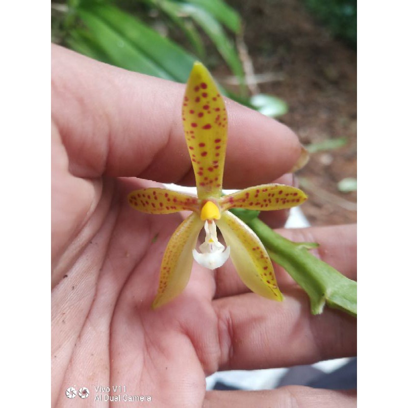 Anggrek phalaenopsis cornu cervi sp cod .