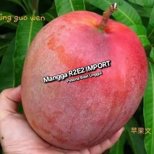 Bibit Mangga Import R2E2