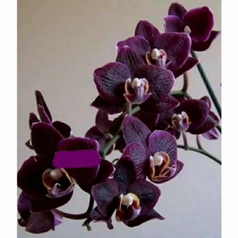 (BISA COD) ANGGREK DENDROBIUM DEWASA UNGU