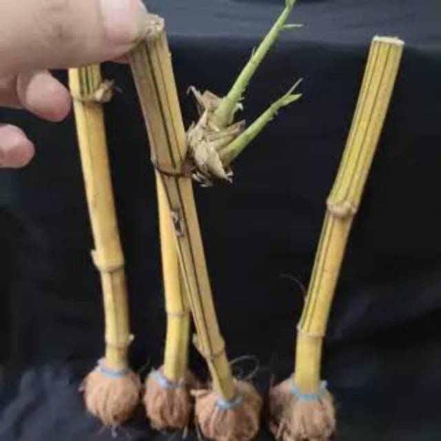 Bibit Stek Bambu Kuning Mini Siap Tanam