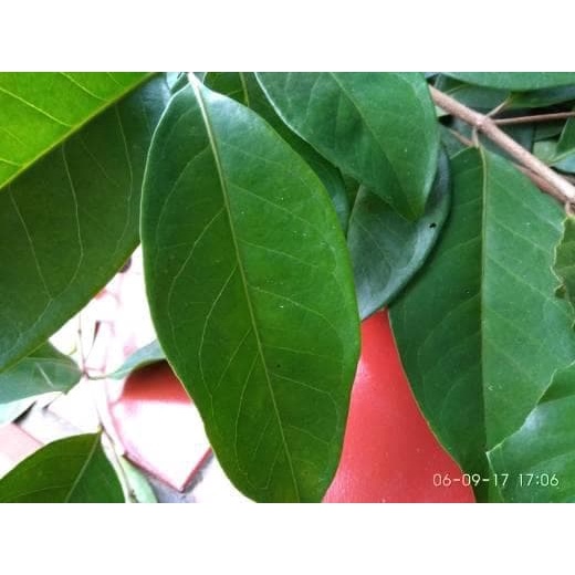bisa cod Daun salam segar 100gr .