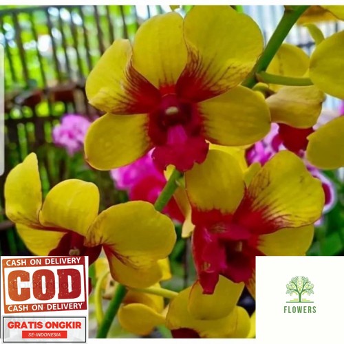 dendrobium jiad gold siap bunga (BISA COD)