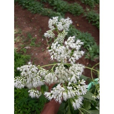 daun kirinyuh Arya cs