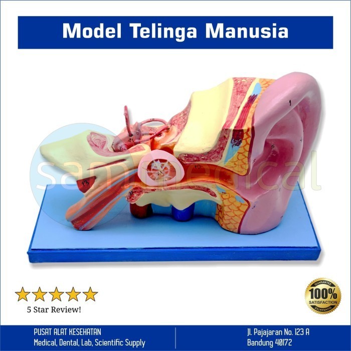 Lokal Model Telinga manusia