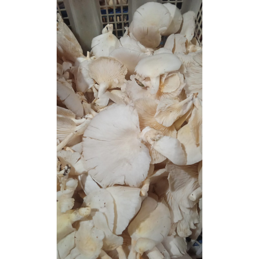 Jamur Tiram 1kg