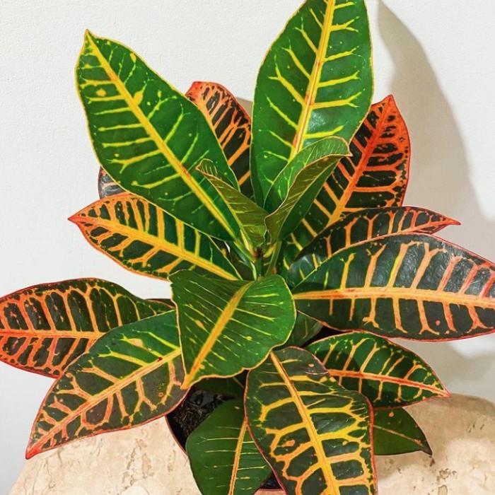 BISA COD tanaman puring macan croton