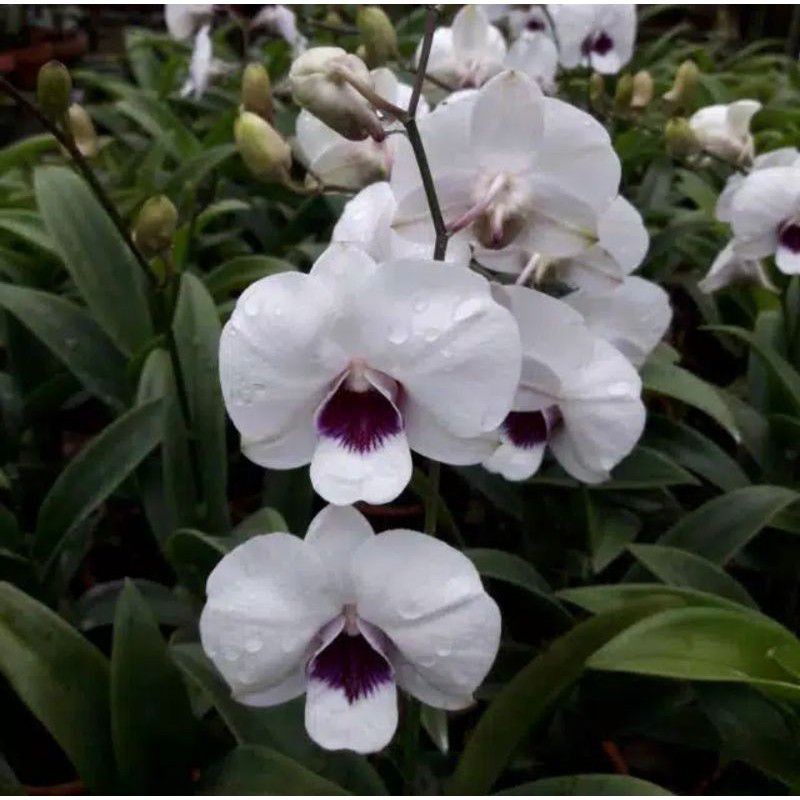 SEEDLING ANGGREK DENDROBIUM WHITE STARLET