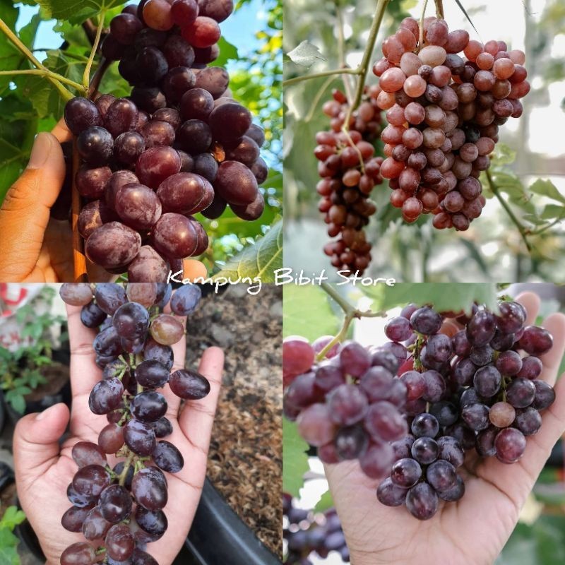 Bibit Anggur Import Jupiter Seedless Garansi Valid