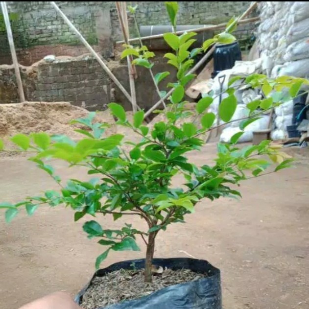 Bibit pohon anggur berazil