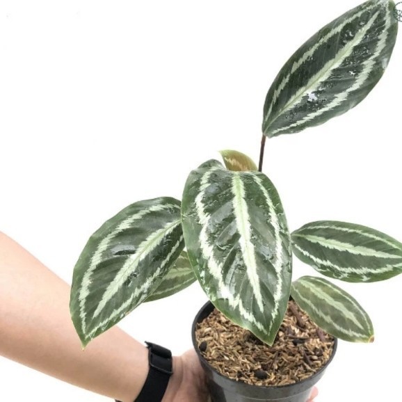 calathea medallion