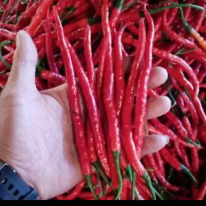 cabe rawit kriting merah segar