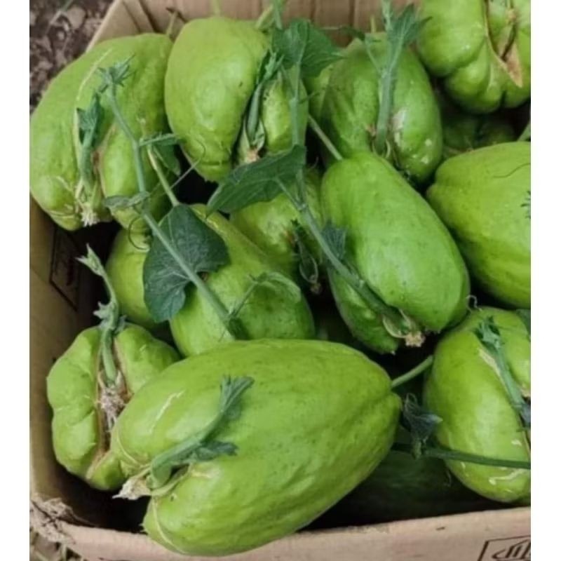 Bibit Labu Siam Siap solusi bertanam