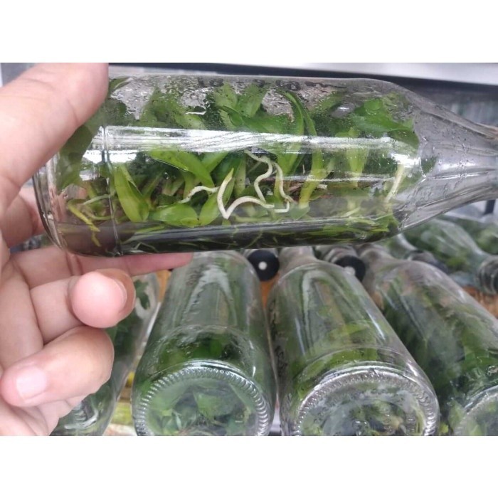 Bbit anggrek bulan botol isi 20 plus bibit