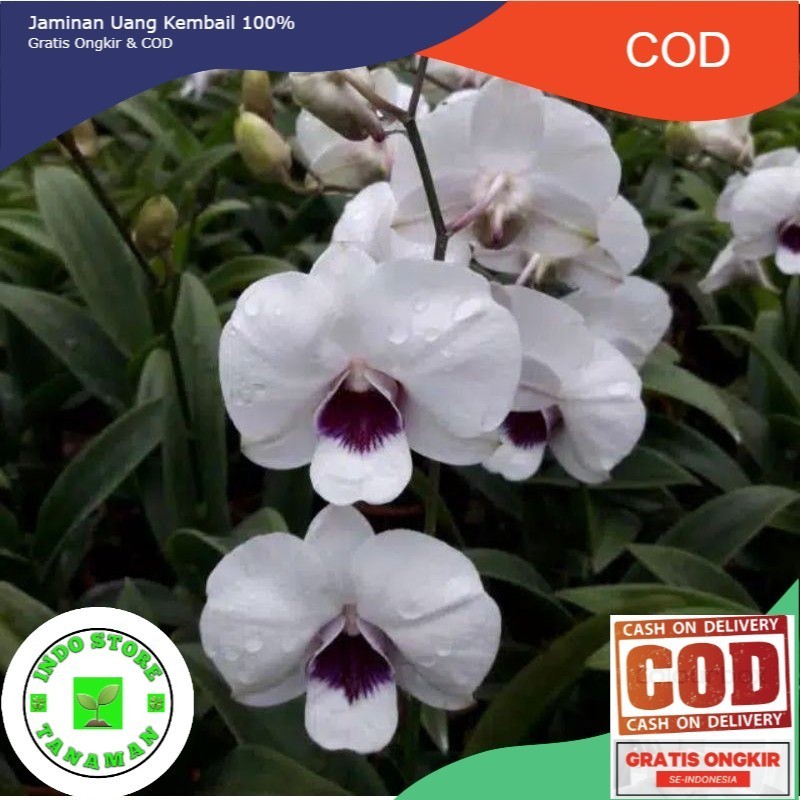 SEEDLING ANGGREK DENDROBIUM WHITE STARLET (COD)