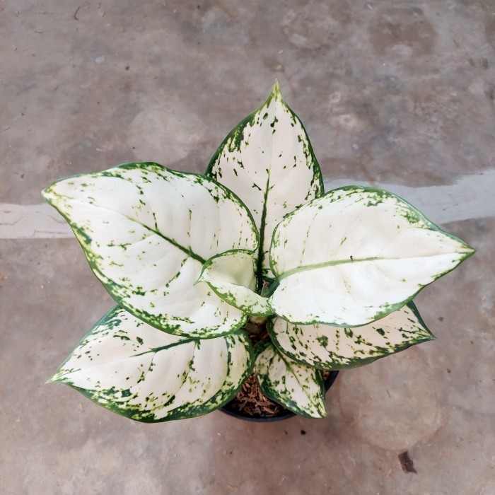 Aglonema Super White